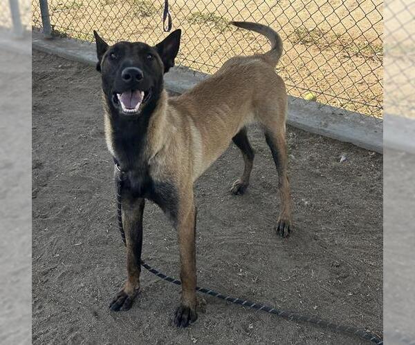 Medium Photo #1 Mutt Puppy For Sale in Bakersfield, CA, USA