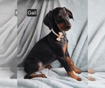 Small #1 Doberman Pinscher