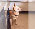 Small #2 Chihuahua Mix