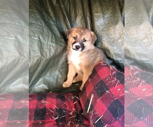 German Shepherd Dog-Scotch Collie Mix Puppy for sale in OREGON HOUSE, CA, USA