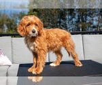 Puppy Archer Goldendoodle (Miniature)