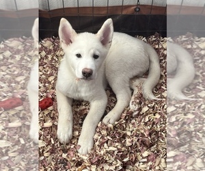 Akita Puppy for Sale in BIRON, Wisconsin USA