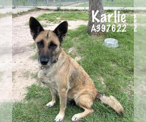 German Shepherd Dog-Unknown Mix Dogs for adoption in Conroe, TX, USA