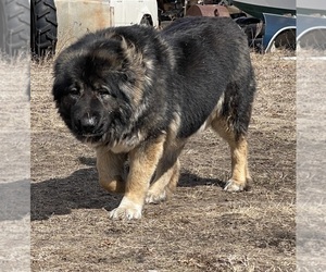 Mother of the Caucasian Shepherd Dog puppies born on 04/12/2023