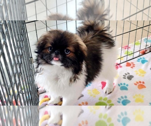 Medium Photo #7 Japanese Chin Puppy For Sale in ORO VALLEY, AZ, USA