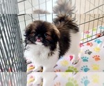 Small #6 Japanese Chin