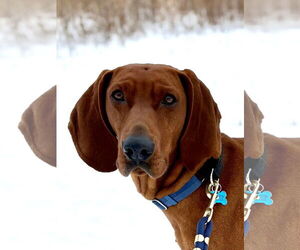 Redbone Coonhound-Unknown Mix Dogs for adoption in Plainfield, IL, USA