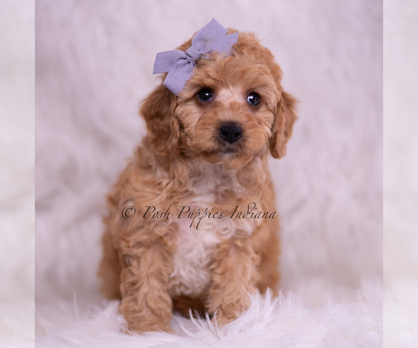 Medium Photo #3 Poodle (Toy) Puppy For Sale in WARSAW, IN, USA