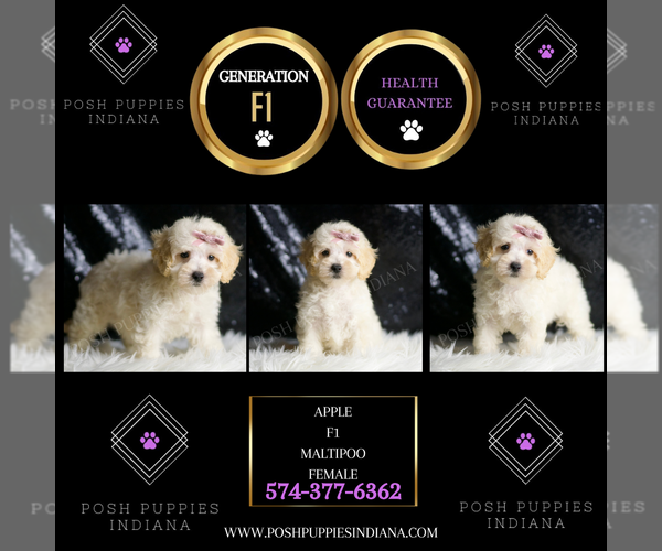 Medium Photo #138 Maltipoo Puppy For Sale in WARSAW, IN, USA