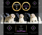 Small Photo #138 Maltipoo Puppy For Sale in WARSAW, IN, USA