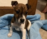 Puppy 0 Jack-Rat Terrier