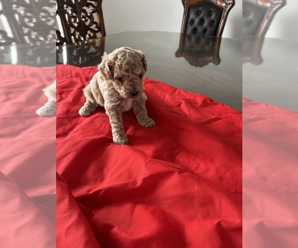 Medium Photo #3 Poodle (Toy) Puppy For Sale in MADERA, CA, USA