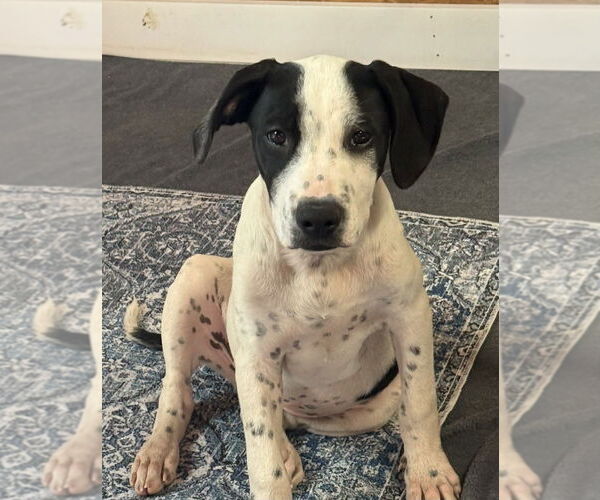 Medium Photo #3 American Pit Bull Terrier-Unknown Mix Puppy For Sale in Bolivar, MO, USA