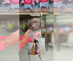 Small Photo #9 German Shorthaired Pointer Puppy For Sale in JAMESTOWN, KY, USA
