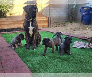 Presa Canario-Rottweiler Mix Puppy for Sale in CALIFORNIA CITY, California USA