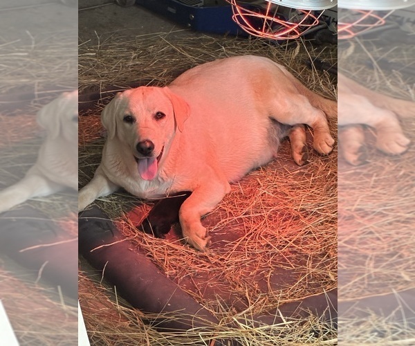 Medium Photo #1 Labrador Retriever Puppy For Sale in RUTHERFORDTON, NC, USA