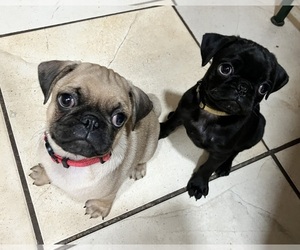 Pug Puppy for sale in SAN ANTONIO, TX, USA