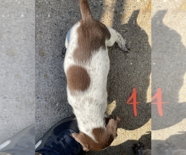 Medium Photo #4 German Shorthaired Pointer Puppy For Sale in PINCONNING, MI, USA