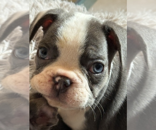 Medium Photo #1 French Bulldog Puppy For Sale in TUCSON, AZ, USA