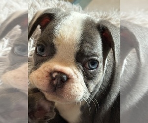 Medium French Bulldog