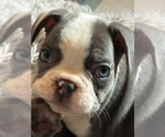 Puppy Magic French Bulldog