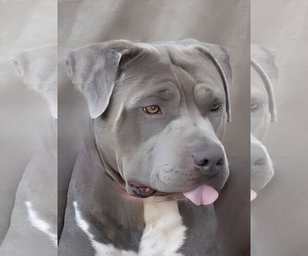 Medium Photo #3 American Pit Bull Terrier Puppy For Sale in Pasadena, CA, USA