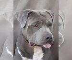 Small #2 American Pit Bull Terrier