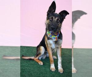 German Shepherd Dog Dogs for adoption in Bakersfield, CA, USA