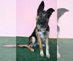 Small German Shepherd Dog