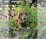 Small #2 Dachshund