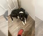 Small American Staffordshire Terrier Mix