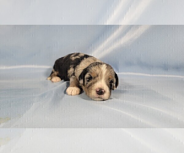 Medium Photo #5 Bernedoodle (Miniature) Puppy For Sale in BLACK FOREST, CO, USA