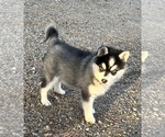 Small Photo #1 Alaskan Klee Kai Puppy For Sale in MOUNTAIN HOME, ID, USA