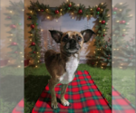 Small #3 Chihuahua Mix
