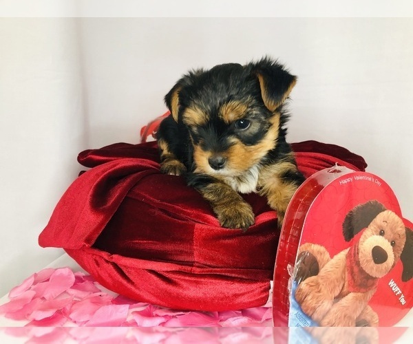 Medium Photo #8 Yorkshire Terrier Puppy For Sale in BRENTWOOD, TN, USA