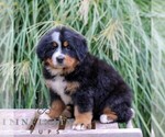 Small #1 Bernese Mountain Dog
