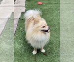 Small #1 Pomeranian