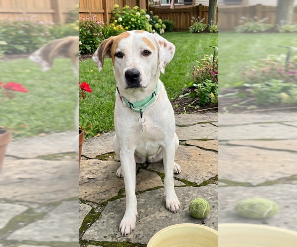 Medium Photo #2 Labrador Retriever-Unknown Mix Puppy For Sale in Genesee, WI, USA