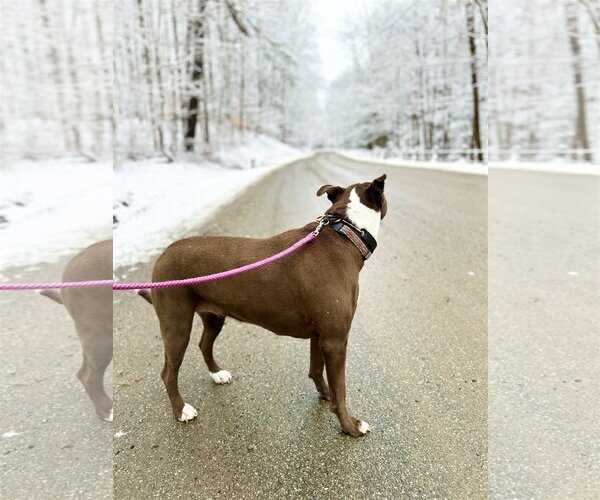 Medium Photo #20 American Pit Bull Terrier-Labrador Retriever Mix Puppy For Sale in West Cornwall, CT, USA