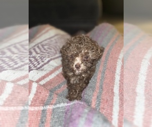 Poodle (Miniature) Puppy for sale in MCKEESPORT, PA, USA