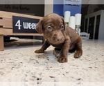 Small Photo #17 Labrador Retriever Puppy For Sale in KATHLEEN, GA, USA