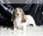 Small Photo #62 Dachshund Puppy For Sale in WARSAW, IN, USA