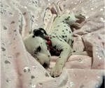 Small Photo #3 Dalmatian Puppy For Sale in TEMPLE, TX, USA
