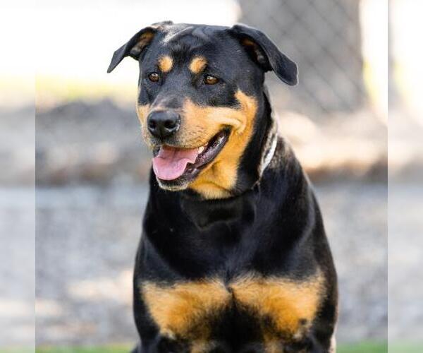 Medium Photo #2 Rottweiler-American Pit Bull Terrier Puppy For Sale in Camarillo, CA, USA