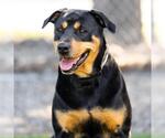 Small #1 Rottweiler-American Pit Bull Terrier