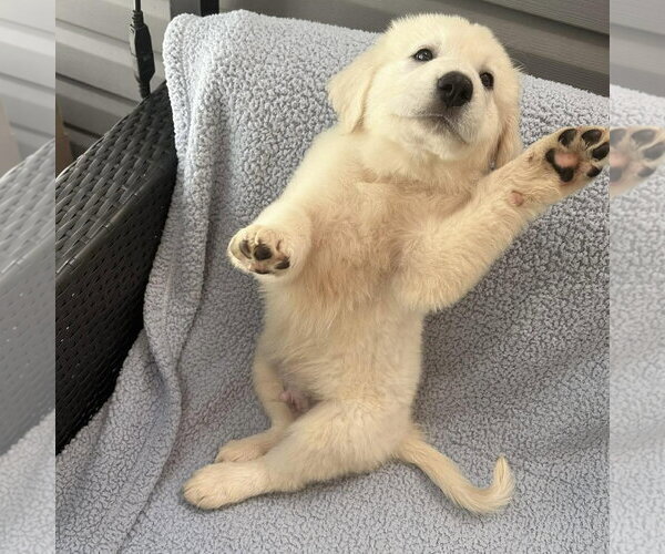 Medium Photo #3 Golden Pyrenees Puppy For Sale in Spring Lake, NC, USA