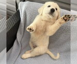 Small #2 Golden Pyrenees