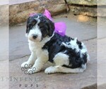 Small #3 Bernedoodle (Miniature) (+ Poodle Miniature)