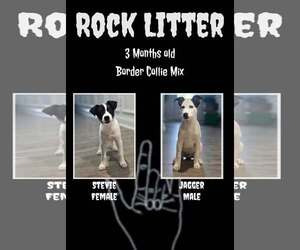 Border Collie-Unknown Mix Dogs for adoption in Jacksonville, NC, USA