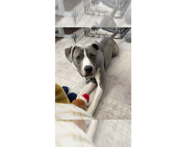 Medium Photo #5 Labrador Retriever-Unknown Mix Puppy For Sale in Greenbelt, MD, USA